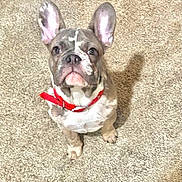 Buford is registered to the contest to win money with this photo: dog, french_bulldog, puppy, pet, animal, canine, brown, white, red_collar, carpet, indoor, looking_up, ears, cute, small_dog, sitting, shadow, fur, snout, companion