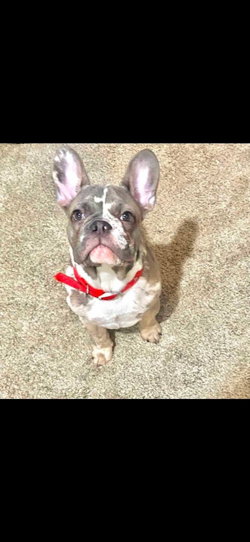 Buford is registered to the contest to win money with this photo: dog, french_bulldog, puppy, pet, animal, canine, brown, white, red_collar, carpet, indoor, looking_up, ears, cute, small_dog, sitting, shadow, fur, snout, companion