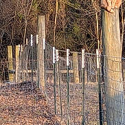 Ralph E. joined the competition — help win amazing prizes! cat, orange_cat, white_cat, wooden_post, fence, grass, outdoor, nature, sunlight, trees, curious, animal, pets, sitting, perched, rural, daylight, leaf_litter, looking_up, feline