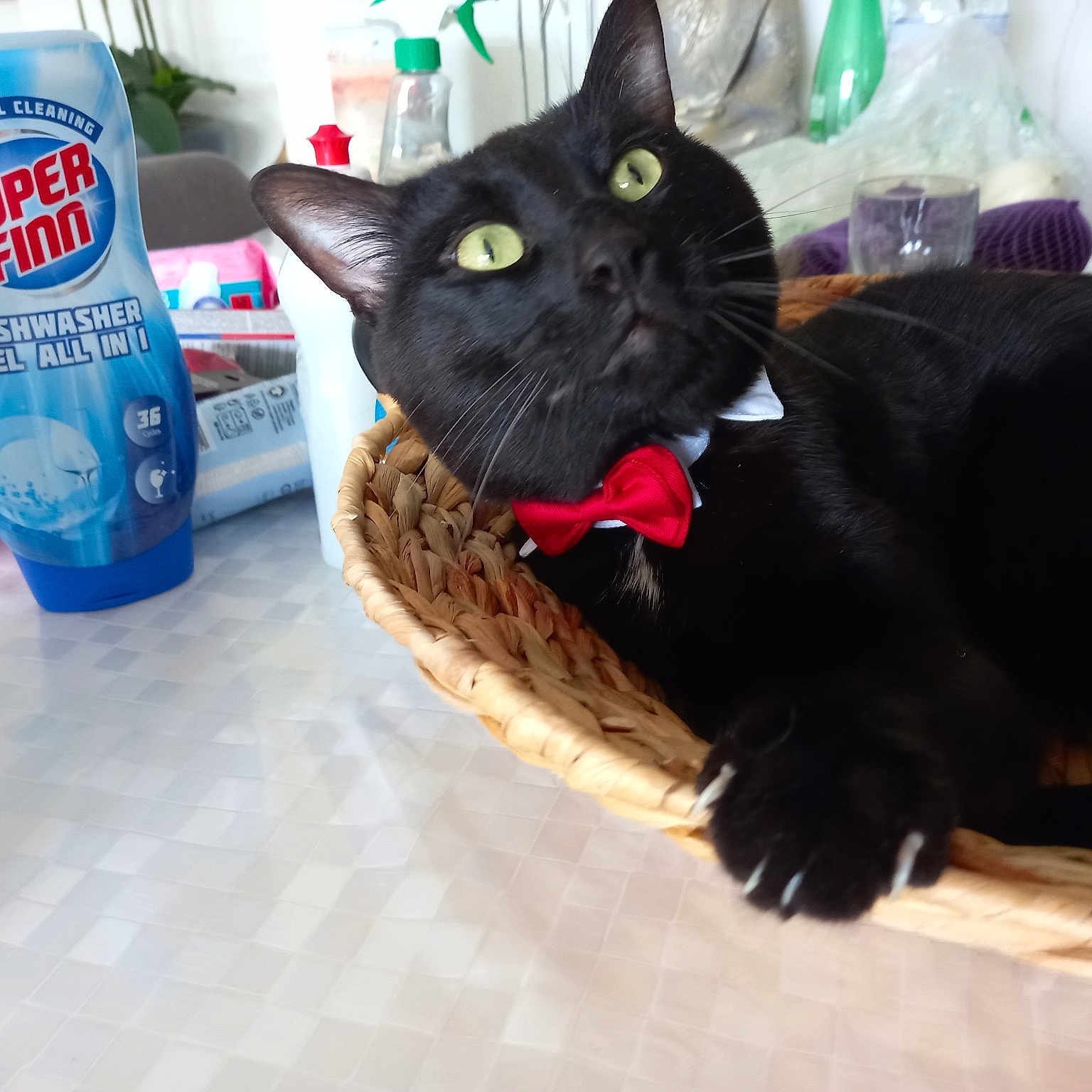 Django a rejoint le concours — aidez-le/la à gagner de superbes lots ! black_cat, bombay, carbonated_soft_drinks, carnivore, cat, cat_supply, comfort, domestic_short_haired_cat, drinking_water, felidae, fur, household_cleaning_supply, household_supply, logo, pet_supply, plastic_bottle, small_to_medium_sized_cats, snout, tail, whiskers