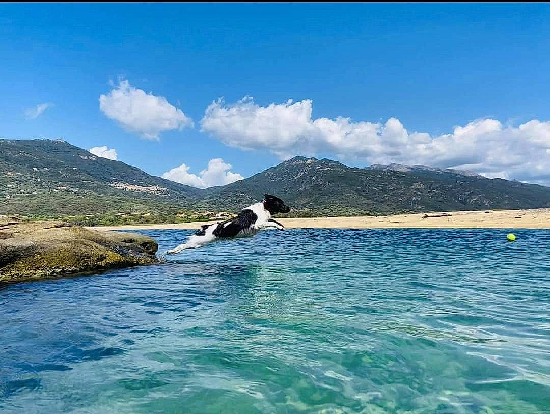 Myla a rejoint le concours — aidez-le/la à gagner de superbes lots ! azure, beach, cloud, cumulus, dog, fluvial_landforms_of_streams, headland, horizon, lake, landscape, leisure, mountain, mountain_range, mountainous_landforms, natural_landscape, nature, sky, water, water_resources, wind_wave