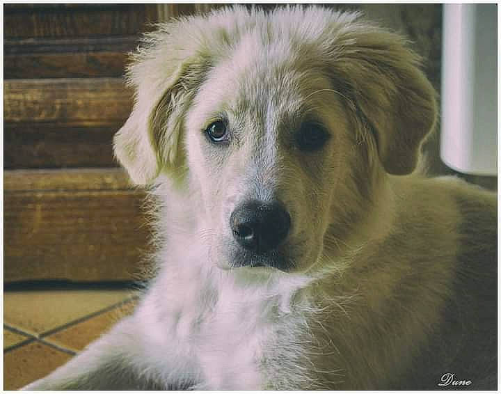 Dune participe au concours pour gagner de l'argent avec cette photo : canidae, carnivore, companion_dog, dog, dog_breed, fawn, fur, plant, rectangle, sporting_group, terrestrial_animal, whiskers, working_animal, working_dog