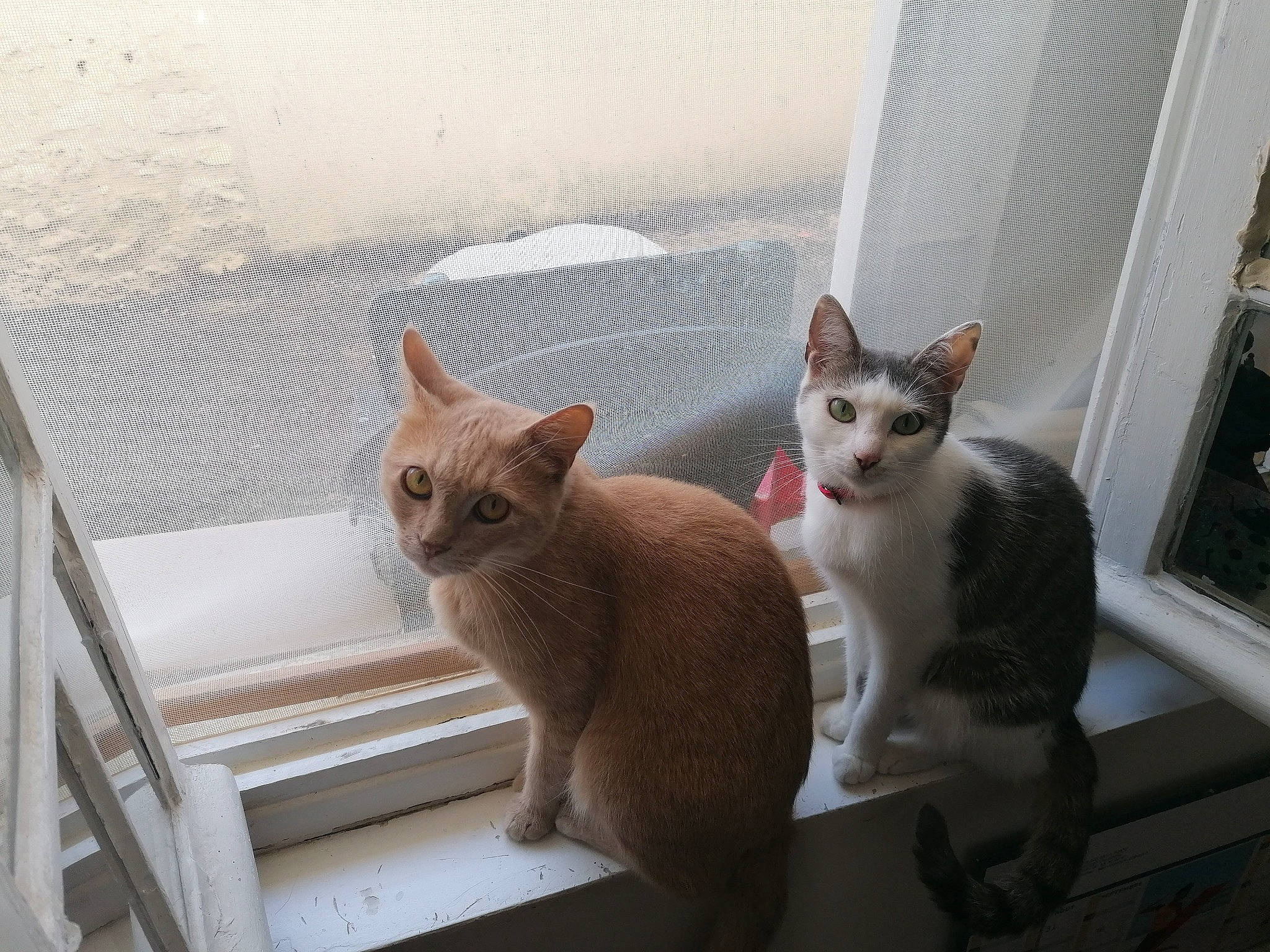 Perle participe au concours pour gagner de l'argent avec cette photo : carnivore, cat, cat_furniture, chair, comfort, domestic_short_haired_cat, fawn, felidae, fur, grey, hardwood, paw, room, sitting, small_to_medium_sized_cats, snout, tail, whiskers, window, wood