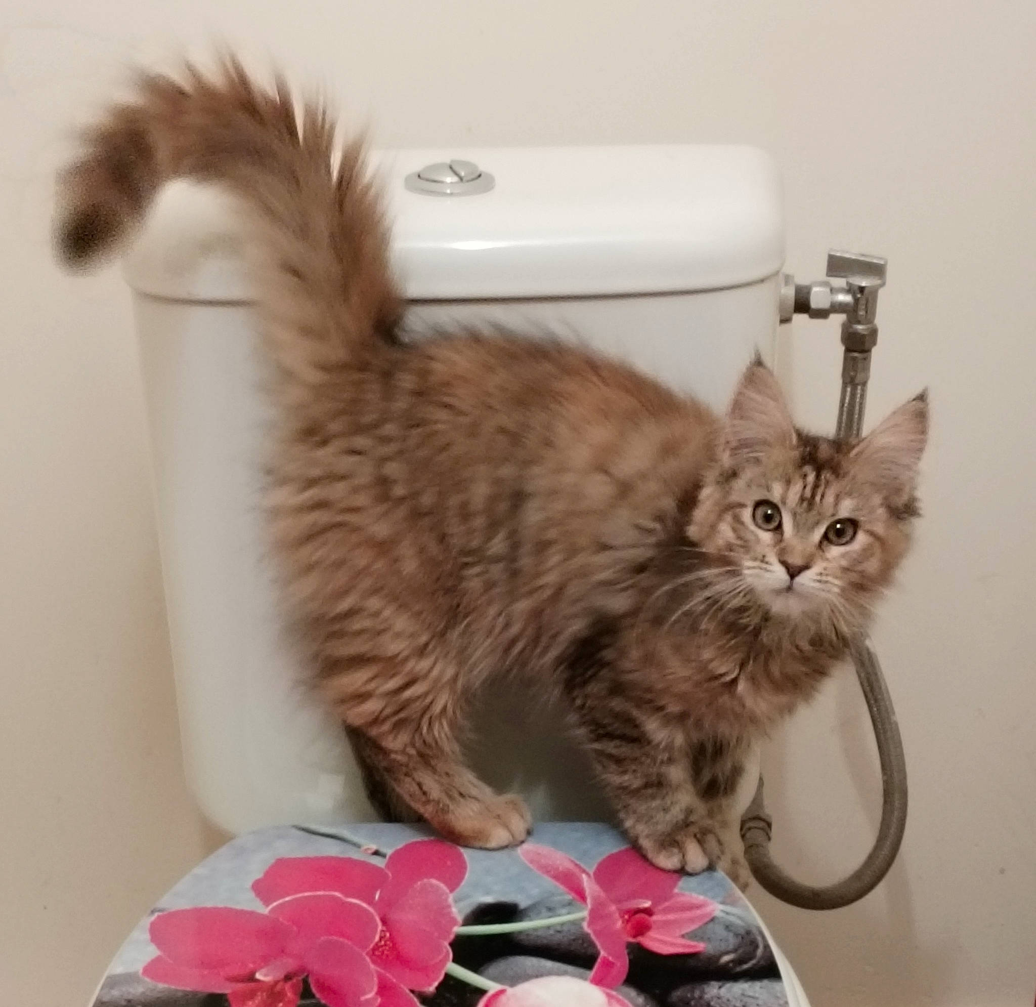 Utopia participe au concours pour gagner de l'argent avec cette photo : baggage, box, cardboard, carnivore, cat, claw, comfort, domestic_short_haired_cat, fawn, felidae, fur, maine_coon, paw, shelf, small_to_medium_sized_cats, tail, whiskers