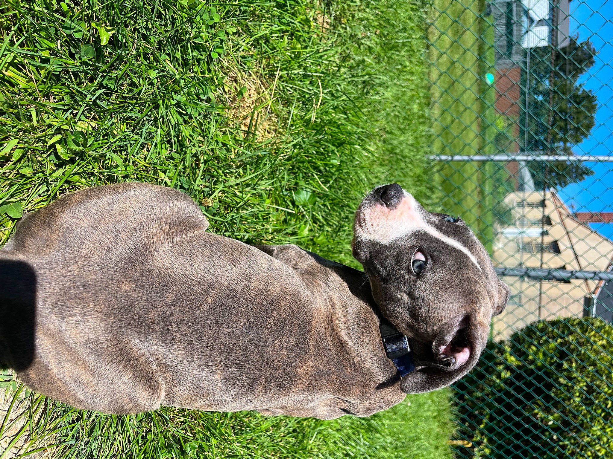 Odin joined the competition — help win amazing prizes! canidae, carnivore, collar, comfort, companion_dog, dog, dog_breed, fawn, grass, groundcover, guard_dog, plant, sculpture, sky, snout, sporting_group, tail, terrestrial_animal, tree, working_animal