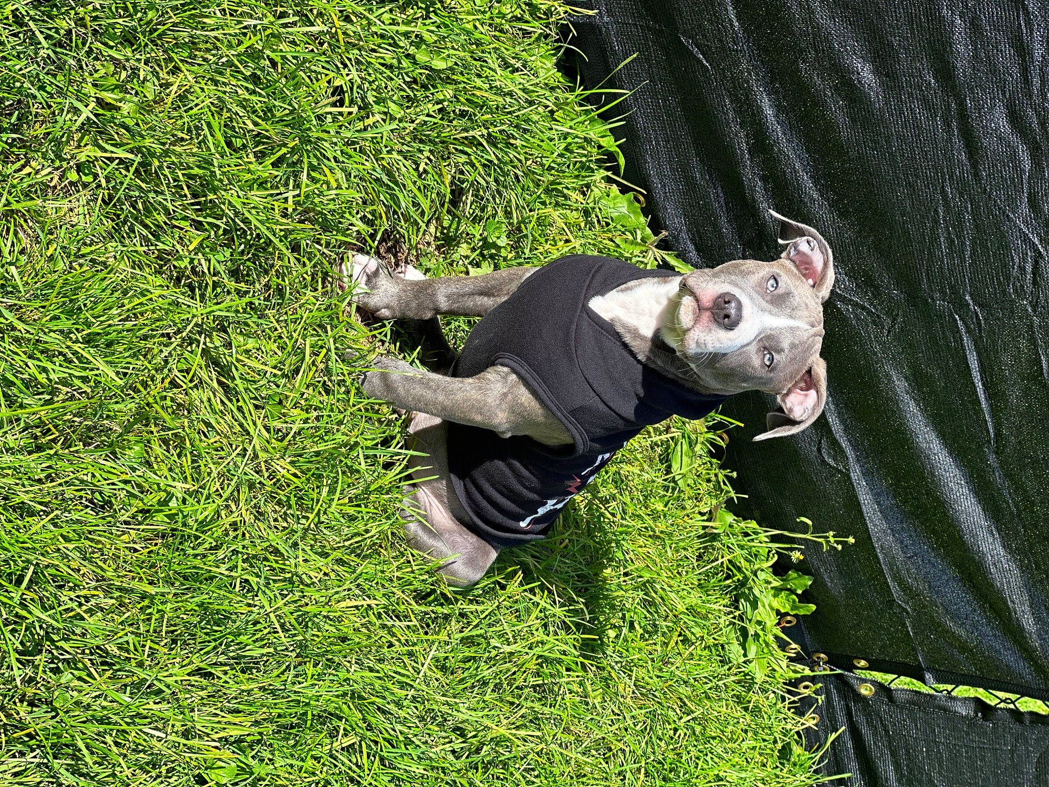 Odin is registered to the contest to win money with this photo: adventure, grass, grass_family, grassland, groundcover, happy, lawn, leisure, people_in_nature, plant, recreation, shrub