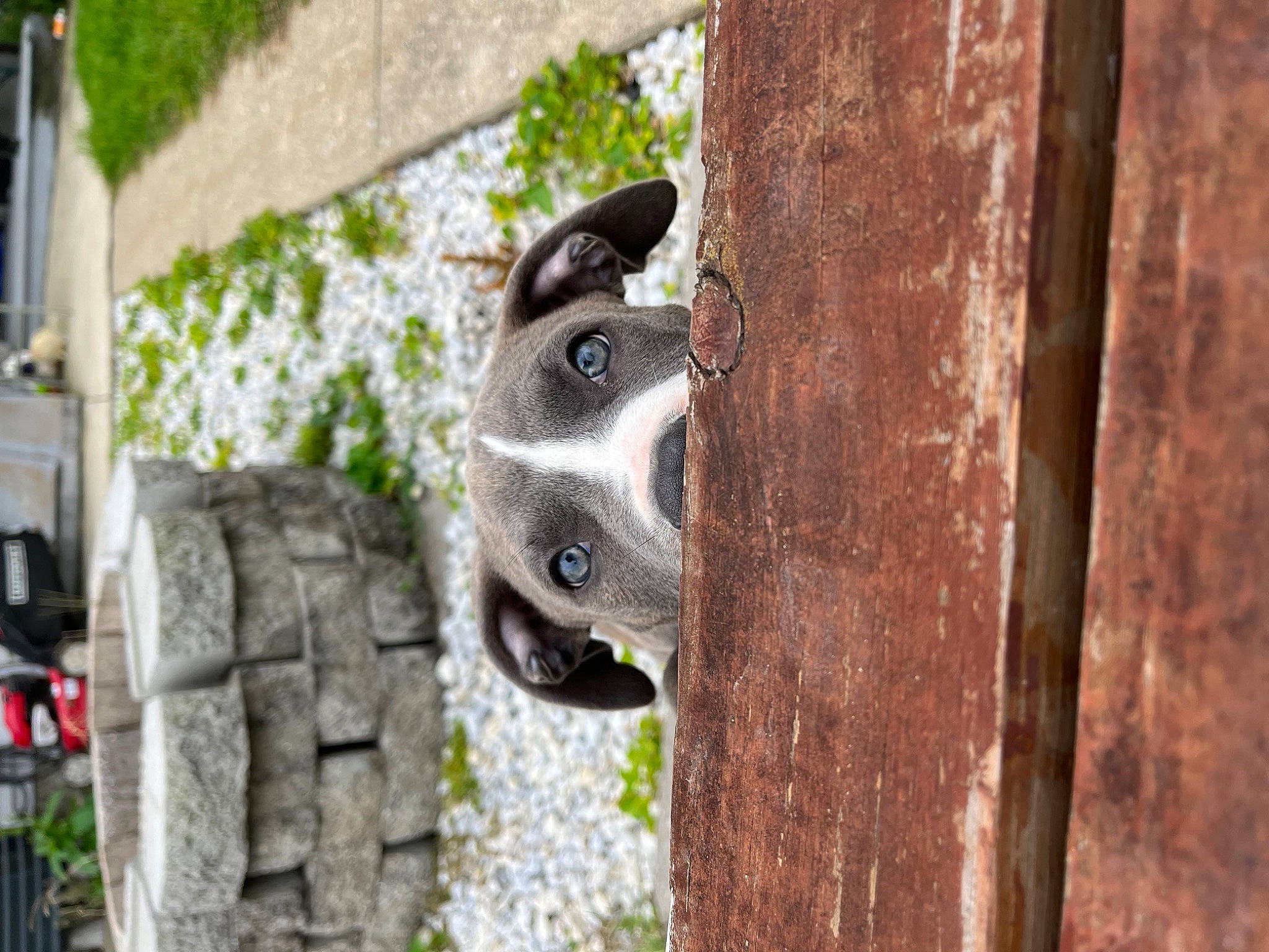 Odin is registered to the contest to win money with this photo: art, canidae, carnivore, companion_dog, dog, dog_breed, fawn, fur, grass, metal, pet_supply, plant, sculpture, snout, sporting_group, terrestrial_animal, tree, wood, working_animal