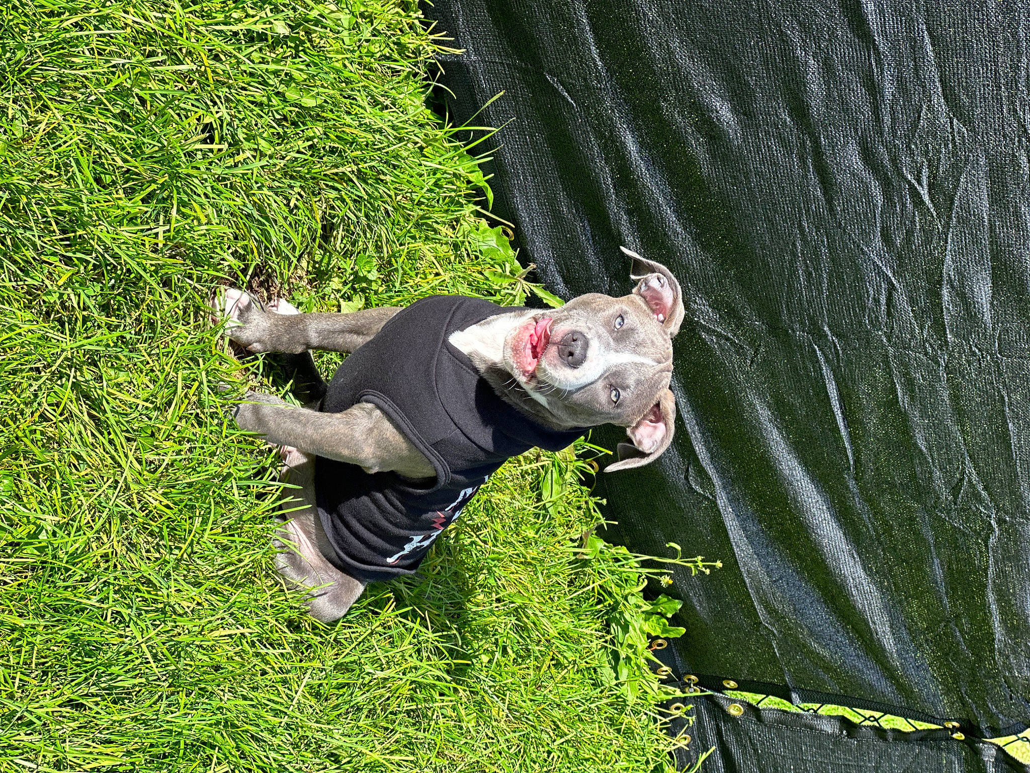 Odin is registered to the contest to win money with this photo: fun, grass, grass_family, grassland, groundcover, happy, lawn, lawn_ornament, leisure, people_in_nature, plant, recreation, shrub, t_shirt, water