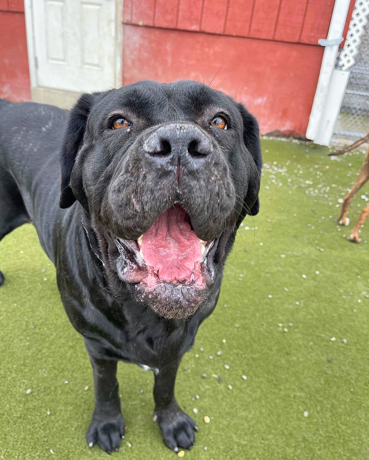 Hela joined the competition — help win amazing prizes! borador, canidae, carnivore, collar, companion_dog, dog, dog_breed, dog_collar, door, fawn, fur, grass, liver, plant, snout, sporting_group, terrestrial_animal, whiskers, working_animal, working_dog