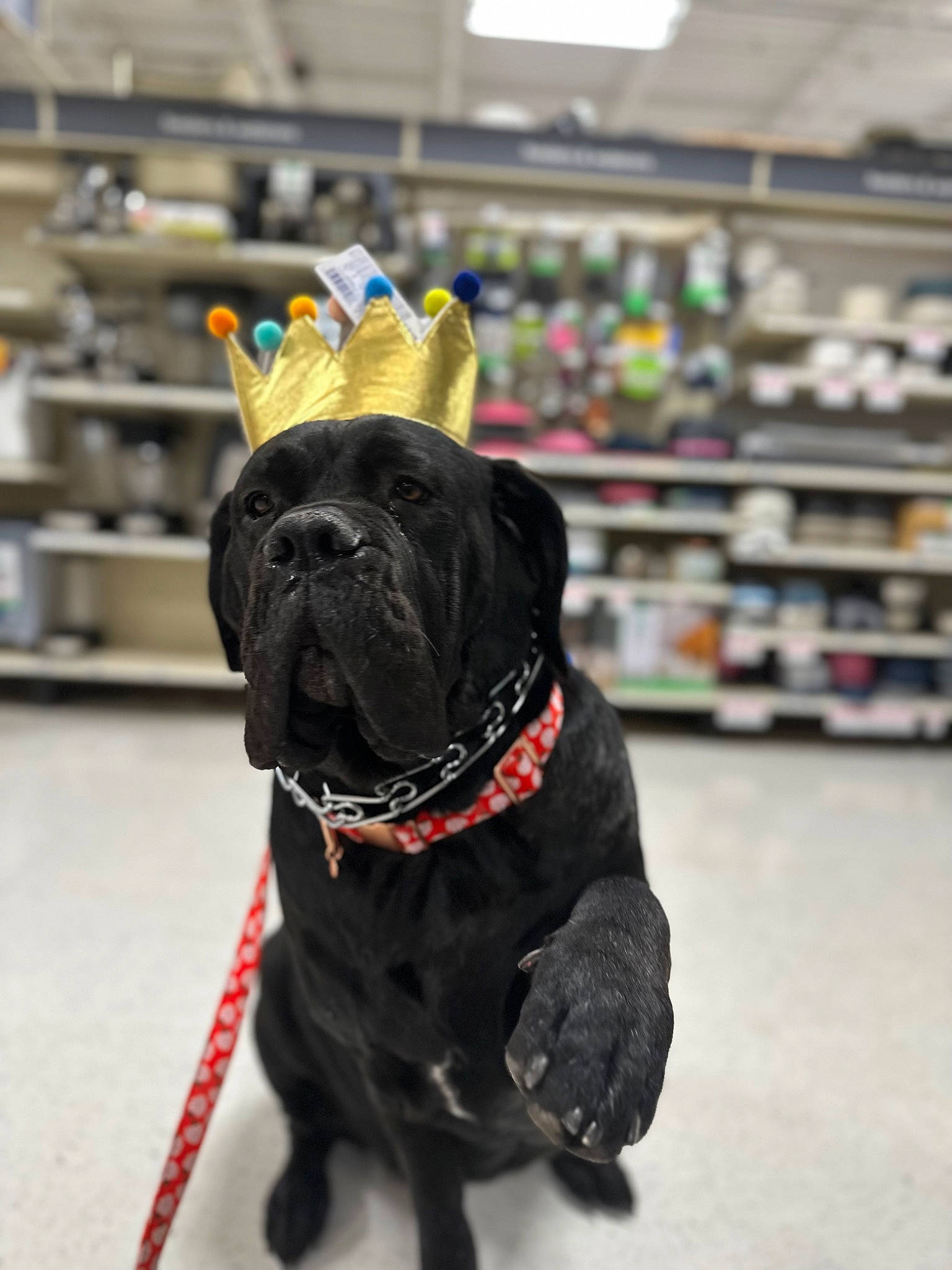 Hela is registered to the contest to win money with this photo: canidae, carnivore, collar, companion_dog, conformation_show, dog, dog_breed, dog_collar, fawn, french_bulldog, fur, leash, molosser, pug, snout, sporting_group, toy_dog, whiskers, working_animal, wrinkle