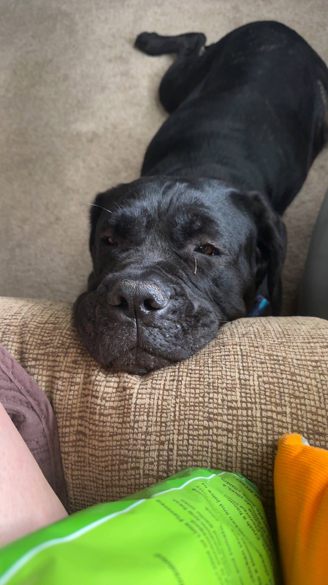 Hela joined the competition — help win amazing prizes! borador, canidae, carnivore, comfort, companion_dog, dog, dog_breed, fur, guard_dog, gun_dog, liver, non_sporting_group, snout, sporting_group, terrestrial_animal, whiskers, working_animal