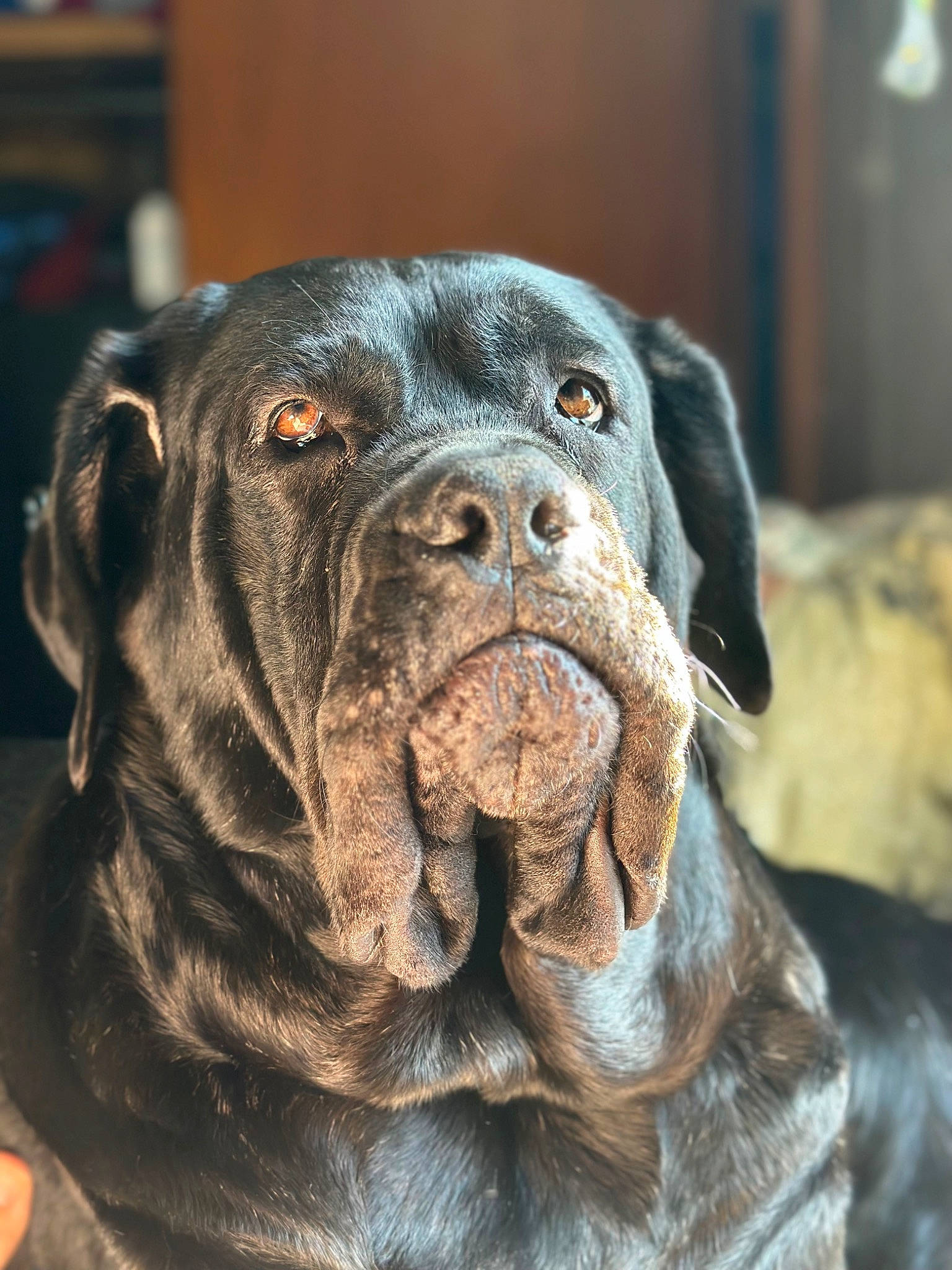 Hela joined the competition — help win amazing prizes! canidae, carnivore, collar, companion_dog, dog, dog_breed, dog_collar, fawn, fur, giant_dog_breed, guard_dog, liver, molosser, plant, snout, sporting_group, terrestrial_animal, working_animal, working_dog, wrinkle