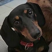 Abby participe au concours pour gagner de l'argent avec cette photo : dog, dachshund, pet, animal, black_and_tan, collar, indoor, floor, tile, fur, face, ears, snout, closeup, companion, cute, looking_up, curious, friendship, cozy