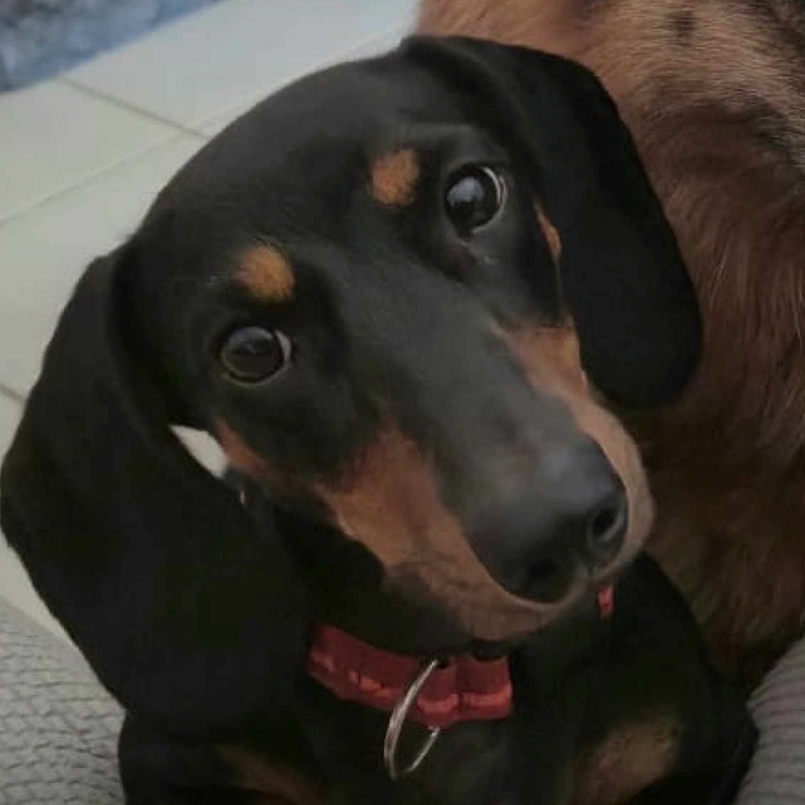Abby participe au concours pour gagner de l'argent avec cette photo : dog, dachshund, pet, animal, black_and_tan, collar, indoor, floor, tile, fur, face, ears, snout, closeup, companion, cute, looking_up, curious, friendship, cozy