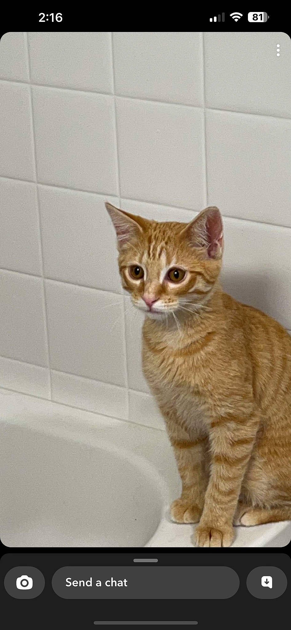 Canelo is registered to the contest to win money with this photo: art, bathroom, bathtub, carnivore, cat, domestic_short_haired_cat, fawn, felidae, fluid, fur, plumbing, rectangle, small_to_medium_sized_cats, snout, tail, terrestrial_animal, whiskers