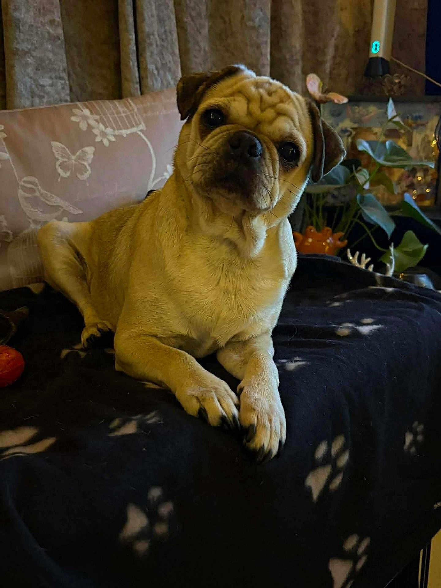 Bonnie is registered to the contest to win money with this photo: dog, pug, pet, animal, indoor, blanket, paw_print, fur, cute, face, head_tilt, canine, domestic, resting, cozy, home, plant, decor, paw, black