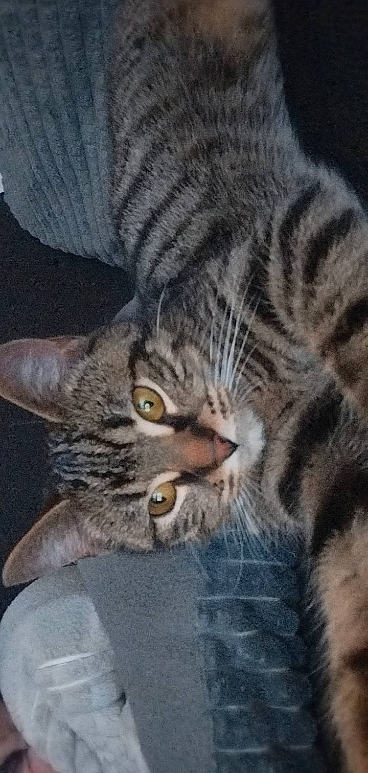 Missou a rejoint le concours — aidez-le/la à gagner de superbes lots ! carnivore, cat, claw, close_up, comfort, domestic_short_haired_cat, eye, felidae, fur, grey, paw, small_to_medium_sized_cats, snout, tail, terrestrial_animal, whiskers, wildlife