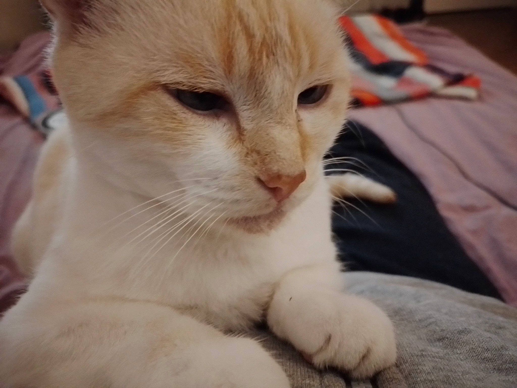 Roro a rejoint le concours — aidez-le/la à gagner de superbes lots ! carnivore, cat, claw, comfort, domestic_short_haired_cat, fawn, felidae, fur, paw, small_to_medium_sized_cats, snout, tail, terrestrial_animal, whiskers