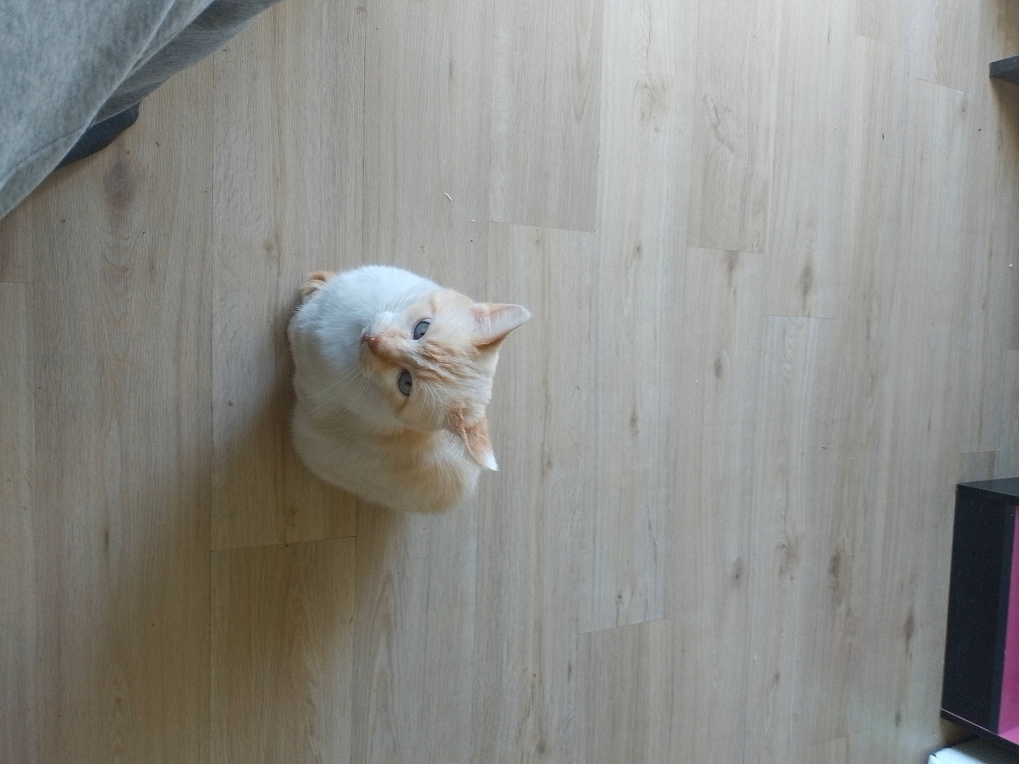 Roro a rejoint le concours — aidez-le/la à gagner de superbes lots ! carnivore, cat, domestic_short_haired_cat, fawn, felidae, flooring, fur, hardwood, paw, plywood, small_to_medium_sized_cats, tail, terrestrial_animal, whiskers, window, wood, wood_stain