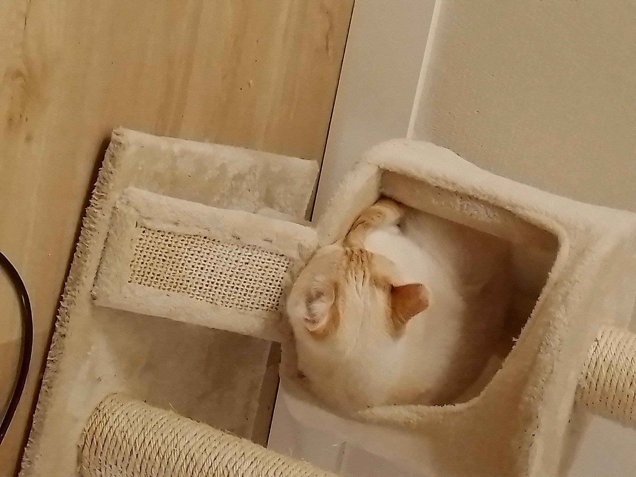 Roro participe au concours pour gagner de l'argent avec cette photo : bedding, bedroom, beige, chair, child, comfort, felidae, flooring, fur, hardwood, house, linens, paper, paper_product, rectangle, room, small_to_medium_sized_cats, towel, wood