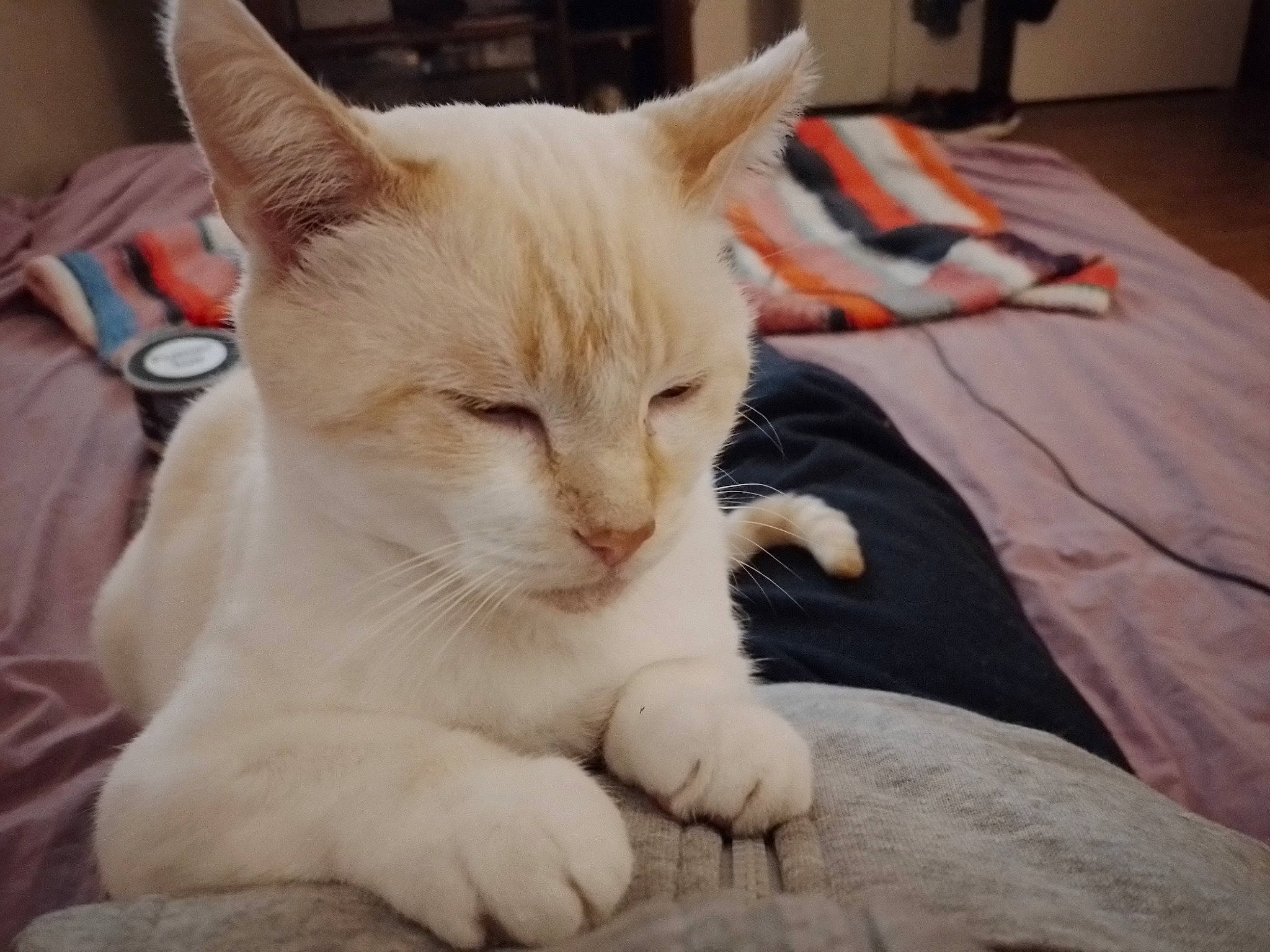 Roro a rejoint le concours — aidez-le/la à gagner de superbes lots ! carnivore, cat, cat_supply, claw, comfort, domestic_short_haired_cat, fang, fawn, felidae, fur, hardwood, linens, nap, paw, small_to_medium_sized_cats, snout, tail, terrestrial_animal, whiskers, wood