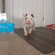 Miss.piggy joined the competition — help win amazing prizes! puppy, dog, indoor, carpet, wood_floor, door, water_bottles, slippers, pet, animal, young_dog, white_dog, spotted_dog, pink_nose, blue_eyes, walking, curious, playful, home, flooring