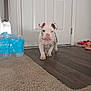 puppy, dog, indoor, carpet, wood_floor, door, water_bottles, slippers, pet, animal, young_dog, white_dog, spotted_dog, pink_nose, blue_eyes, walking, curious, playful, home, flooring