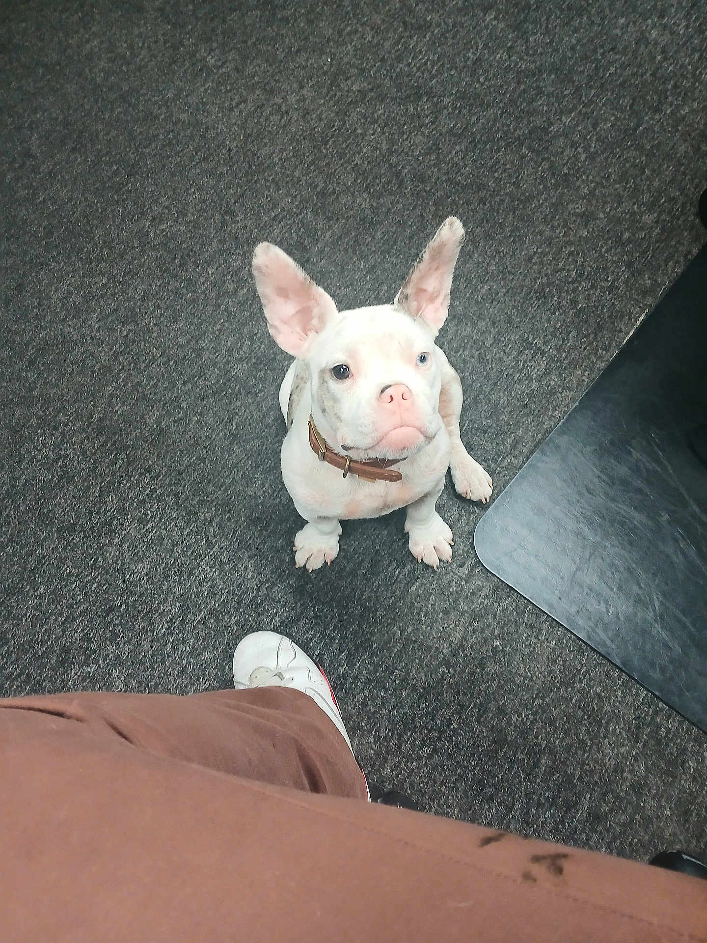 Miss.piggy is registered to the contest to win money with this photo: dog, puppy, white_dog, carpet, floor_mat, person, shoe, pants, indoor, pet, collar, ears, looking_up, cute, animal, canine, domestic_animal, sitting, attention, floor