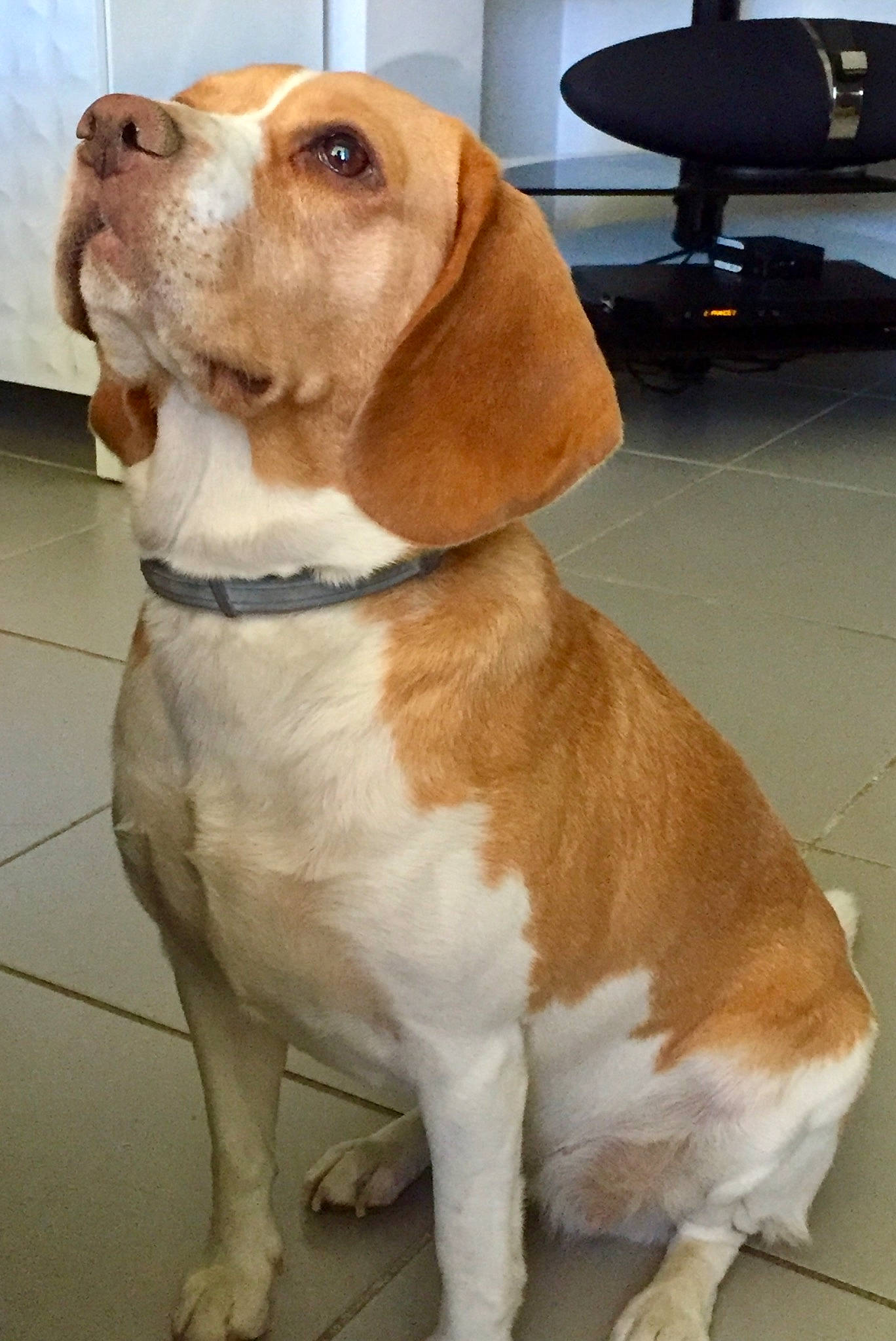 Jelly participe au concours pour gagner de l'argent avec cette photo : carnivore, collar, companion_dog, dog, dog_breed, dog_collar, fawn, flooring, fur, home_appliance, hound, hunting_dog, lamp, liver, pet_supply, sporting_group, tail, television, whiskers, working_animal