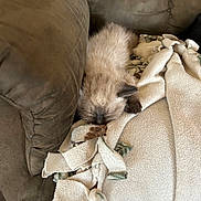 Simon is registered to the contest to win money with this photo: kitten, sleeping, blanket, couch, furniture, cozy, fur, soft, nap, resting, pet, indoor, comfort, animal, cute, small, feline, home, relaxation, fluffy