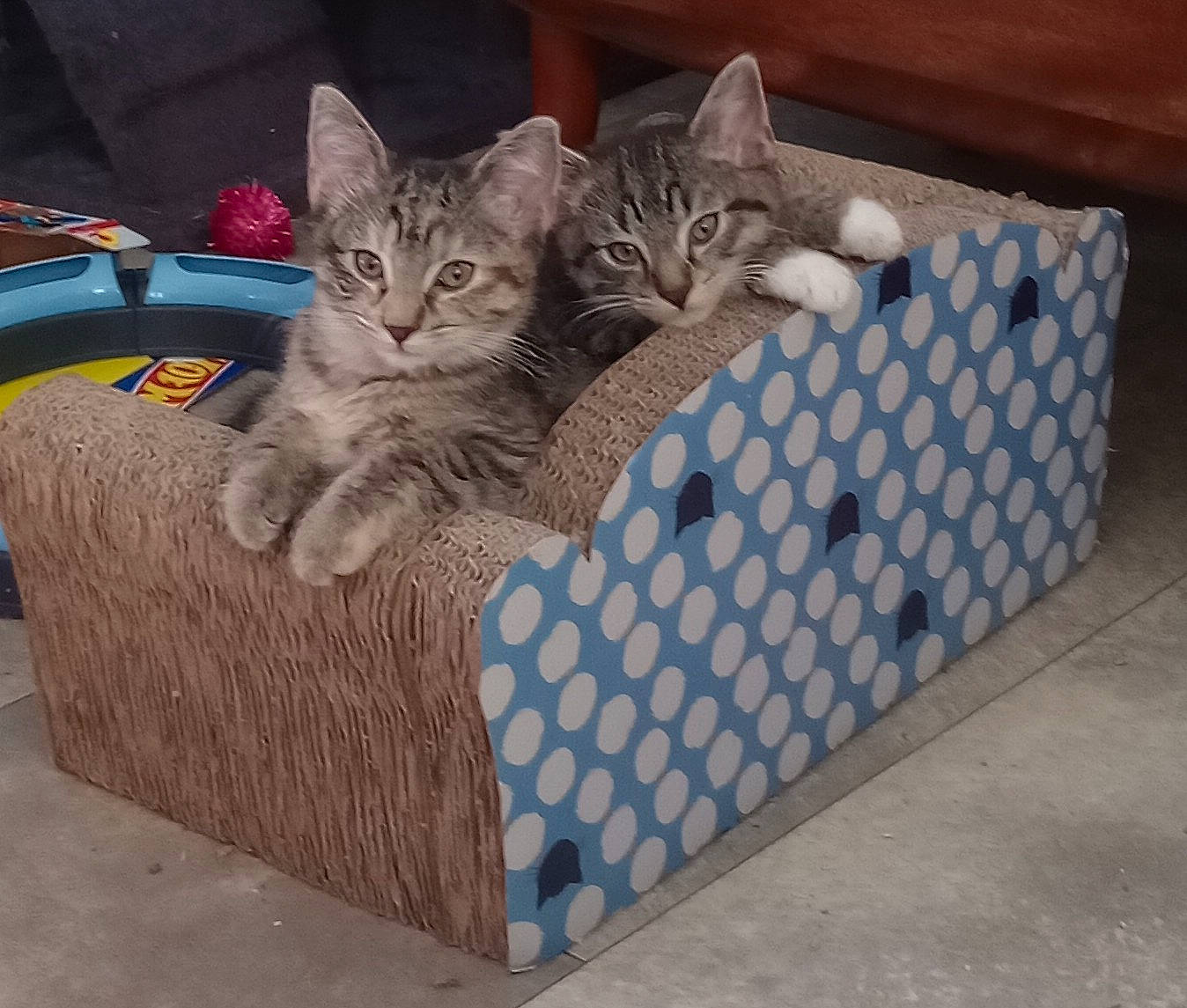 Kittens joined the competition — help win amazing prizes! bag, basket, box, carnivore, cat, cat_bed, comfort, couch, domestic_short_haired_cat, fawn, felidae, grey, living_room, outdoor_furniture, pattern, rectangle, sitting, small_to_medium_sized_cats, whiskers, wicker