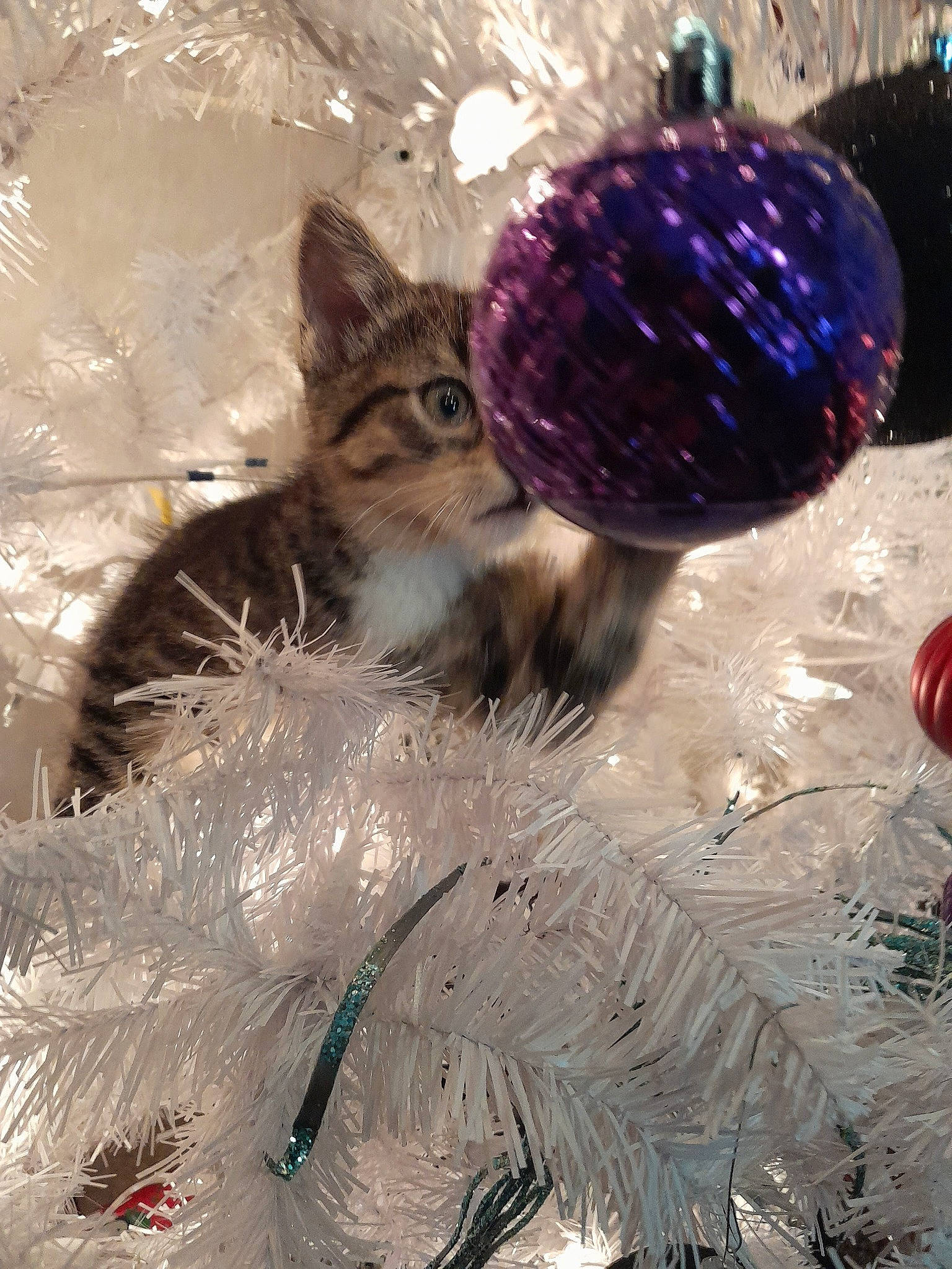 Snickers joined the competition — help win amazing prizes! art, carnivore, cat, christmas, christmas_decoration, christmas_eve, christmas_ornament, domestic_short_haired_cat, event, fawn, felidae, freezing, fur, holiday, ornament, small_to_medium_sized_cats, snout, tail, whiskers, winter