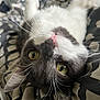 Yoda a rejoint le concours — aidez-le/la à gagner de superbes lots ! cat, close_up, yellow_eyes, whiskers, pink_nose, black_and_white_fur, pet, animal, lying_down, blanket, patterned_blanket, indoor, curious, fur, cute, face, domestic_cat, relaxed, whiskers_spread, feline