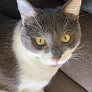 Yoda a rejoint le concours — aidez-le/la à gagner de superbes lots ! cat, gray, white, yellow_eyes, whiskers, close_up, indoor, couch, feline, pet, animal, fur, relaxed, looking_at_camera, domestic_cat, sitting, soft_light, household, cute, portrait