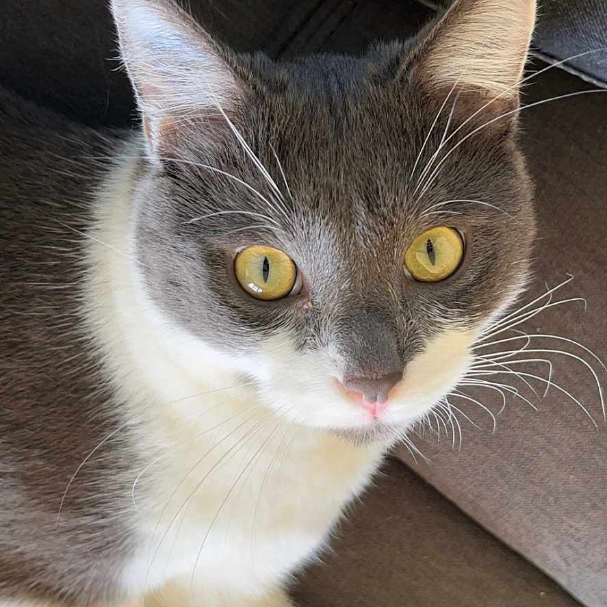 Yoda a rejoint le concours — aidez-le/la à gagner de superbes lots ! animal, cat, close_up, couch, cute, domestic_cat, feline, fur, gray, household, indoor, looking_at_camera, pet, portrait, relaxed, sitting, soft_light, whiskers, white, yellow_eyes