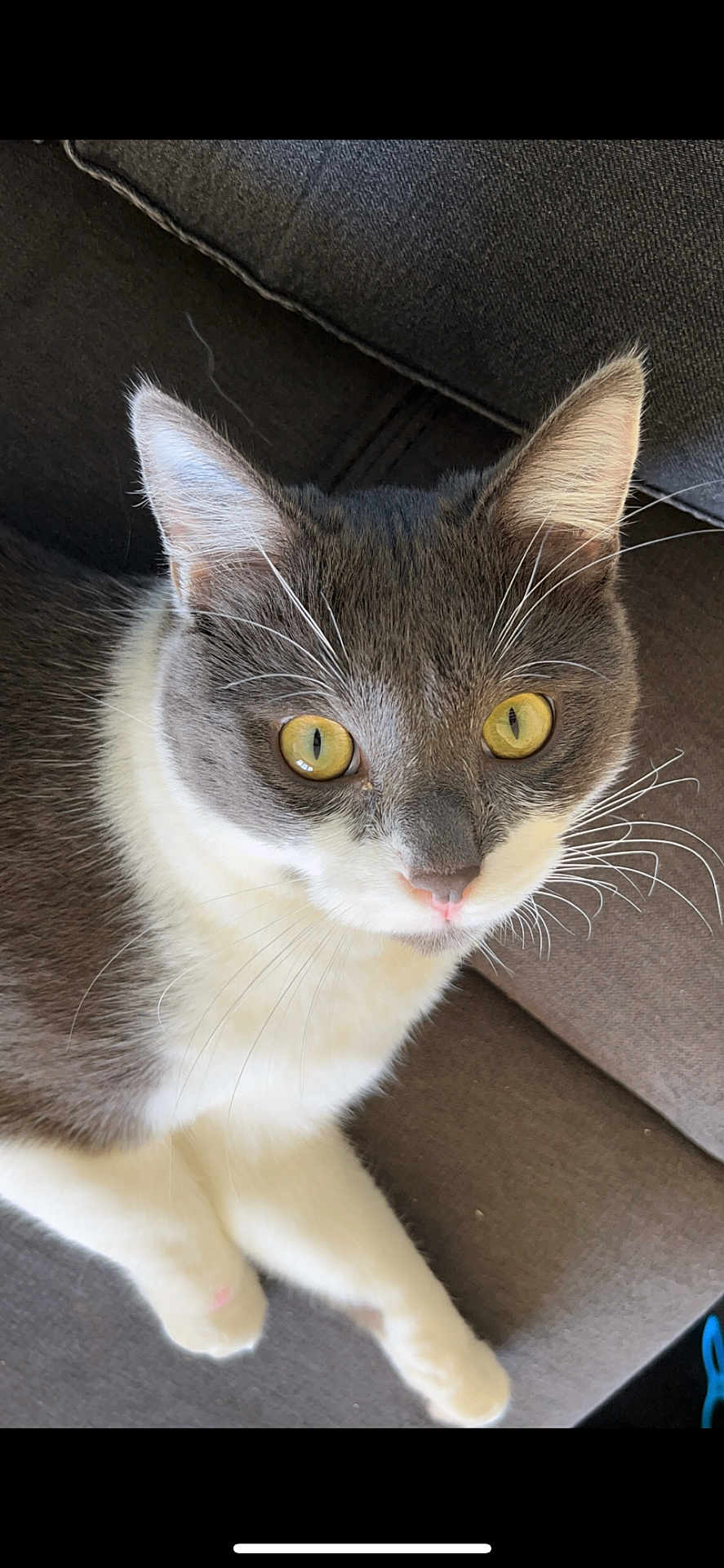 Yoda a rejoint le concours — aidez-le/la à gagner de superbes lots ! cat, gray, white, yellow_eyes, whiskers, close_up, indoor, couch, feline, pet, animal, fur, relaxed, looking_at_camera, domestic_cat, sitting, soft_light, household, cute, portrait