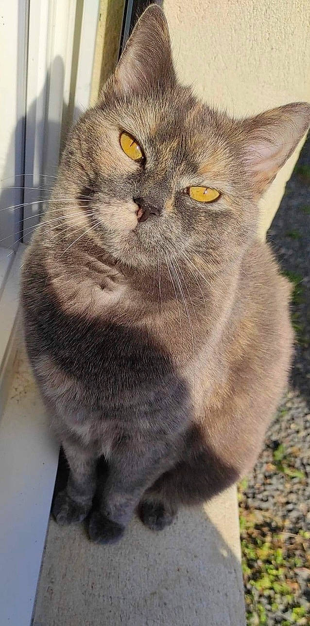 Arya participe au concours pour gagner de l'argent avec cette photo : carnivore, cat, domestic_short_haired_cat, eye, felidae, fur, grey, small_to_medium_sized_cats, snout, tail, terrestrial_animal, whiskers, window