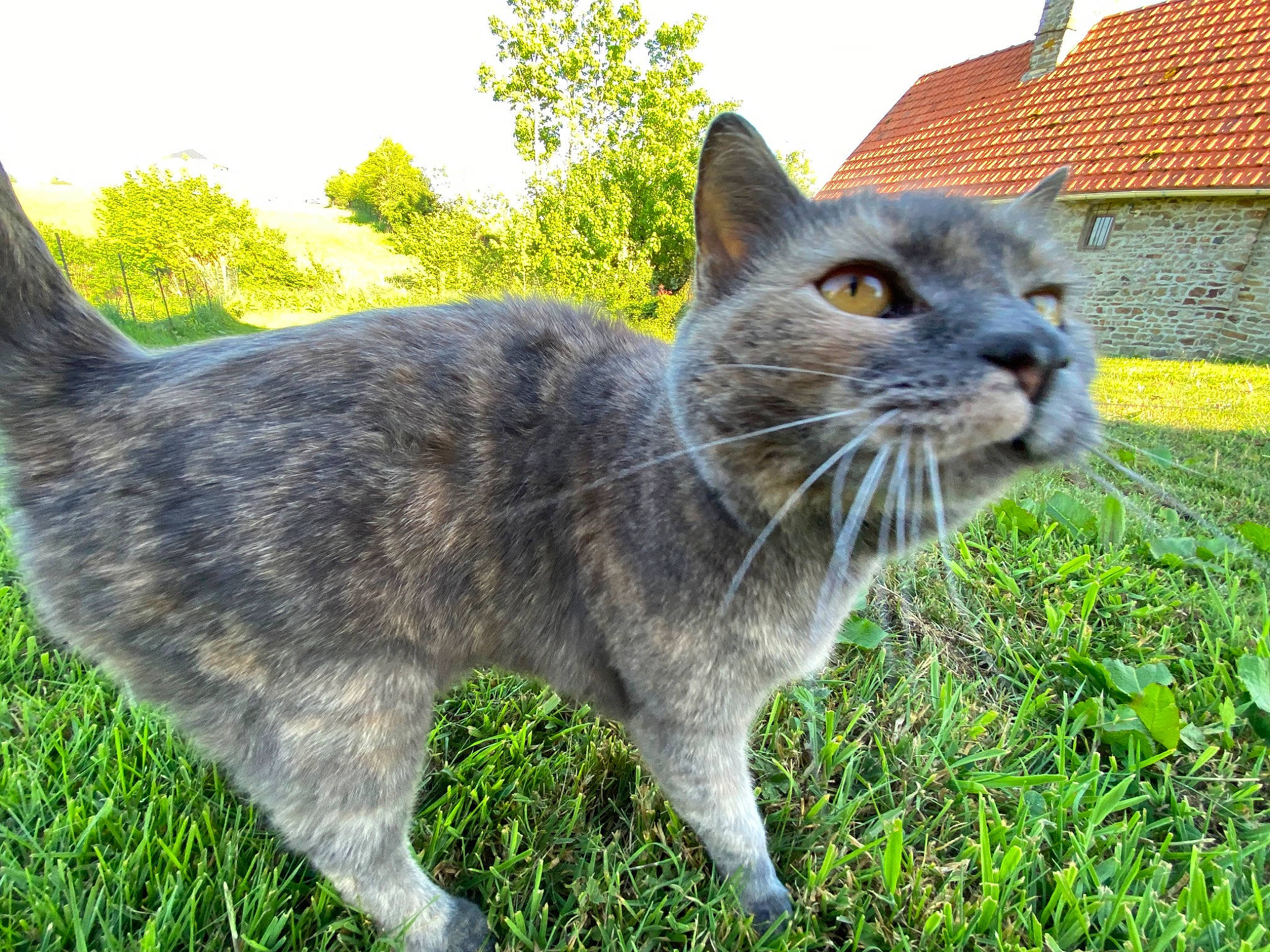 Arya participe au concours pour gagner de l'argent avec cette photo : carnivore, cat, domestic_short_haired_cat, fawn, felidae, fur, grass, grassland, groundcover, herb, plant, sky, small_to_medium_sized_cats, snout, tail, terrestrial_animal, tree, whiskers, window