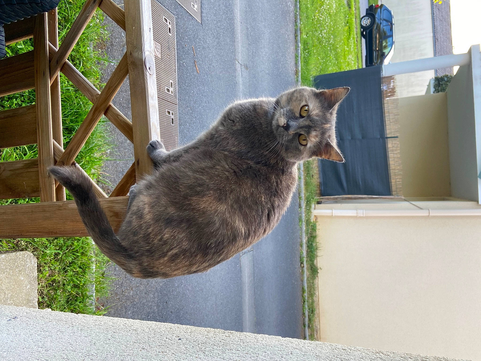 Arya a rejoint le concours — aidez-le/la à gagner de superbes lots ! box, carnivore, carton, cat, domestic_short_haired_cat, felidae, fur, grey, plant, russian_blue, shipping_box, small_to_medium_sized_cats, snout, tail, terrestrial_animal, whiskers, wildlife, window, wood