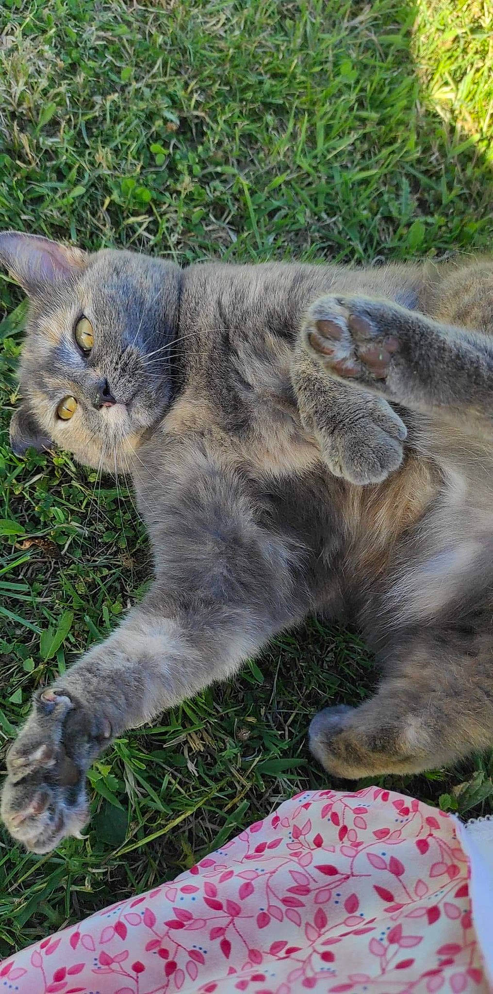 Arya participe au concours pour gagner de l'argent avec cette photo : carnivore, cat, claw, domestic_short_haired_cat, eye, felidae, fur, grass, groundcover, herb, paw, plant, sitting, small_to_medium_sized_cats, snout, tail, terrestrial_animal, whiskers, wildlife