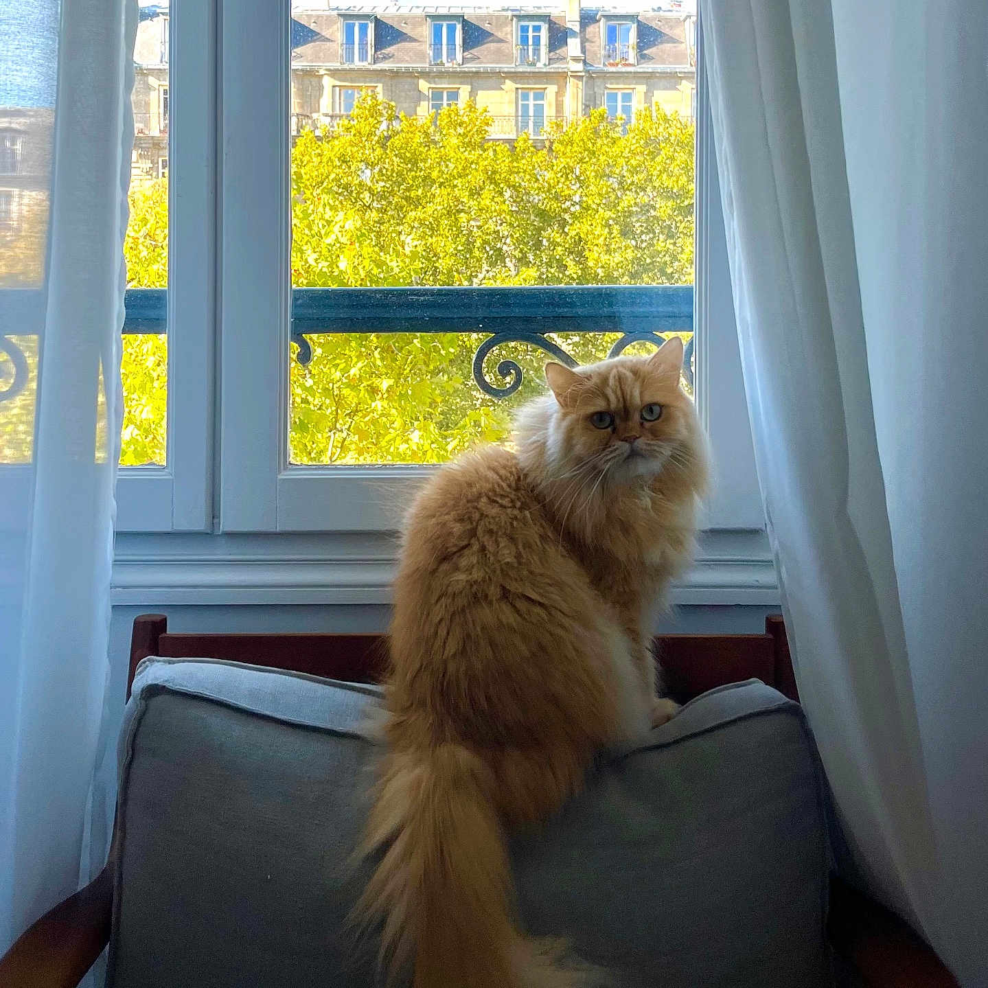 Gary a rejoint le concours — aidez-le/la à gagner de superbes lots ! cat, ginger_cat, fluffy, chair, cushion, window, curtain, indoor, outdoor, tree, building, architecture, daylight, pet, animal, cozy, furniture, domestic, portrait, sitting