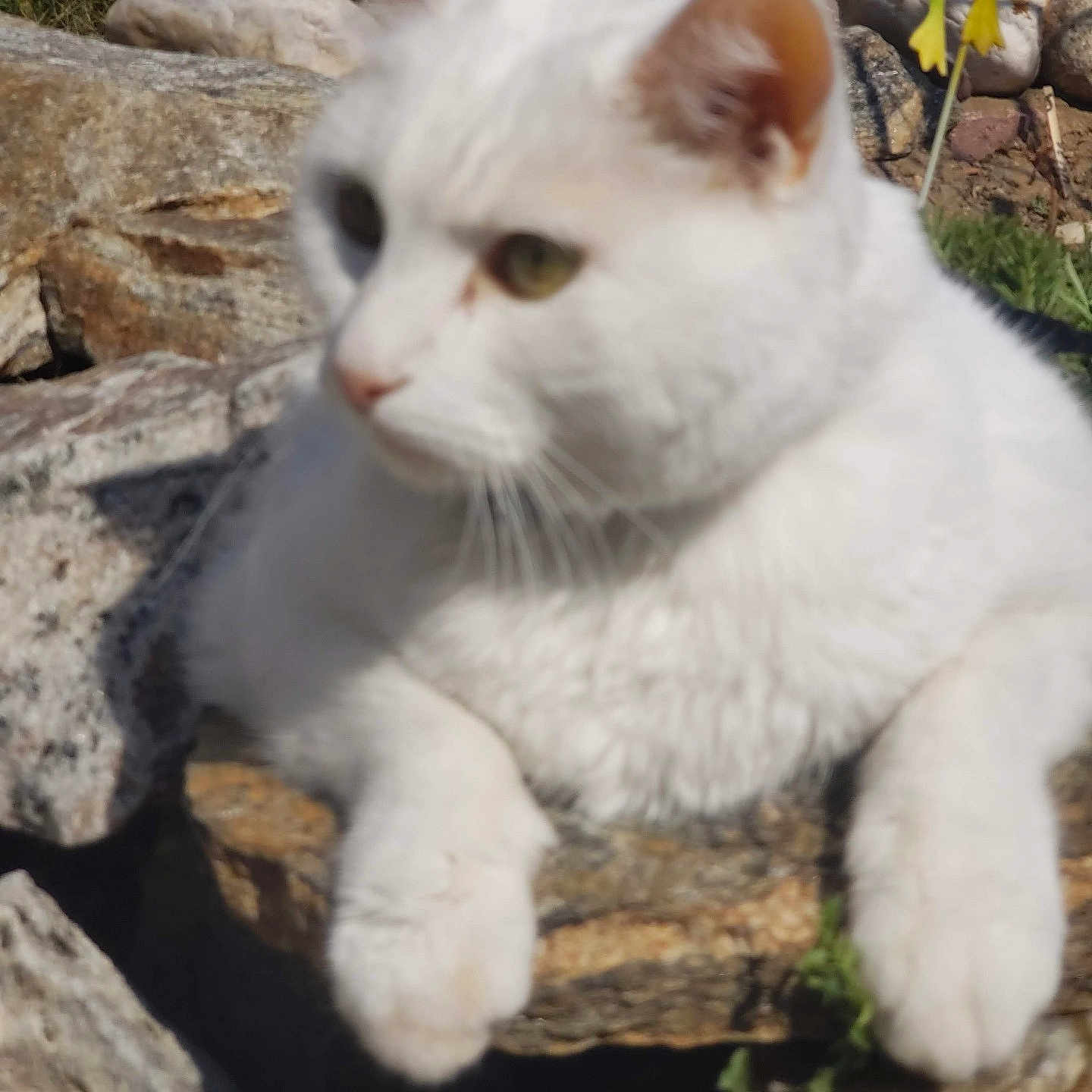 Ricochet joined the competition — help win amazing prizes! animal, blurred, cat, closeup, daytime, ears, feline, fluffy, mammal, nature, outdoor, paws, pet, relaxing, resting, rocks, sunlight, whiskers, white_cat, wildlife
