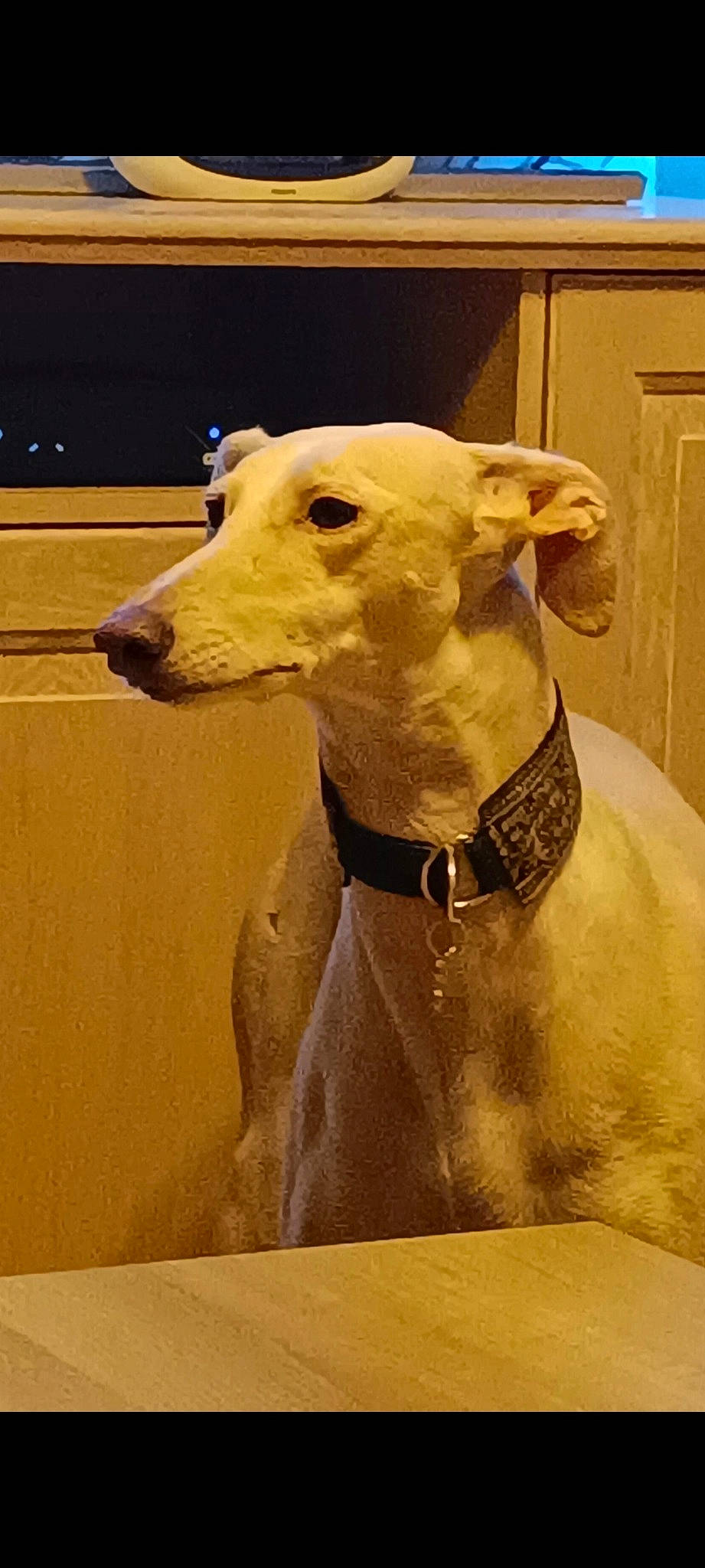 Akira participe au concours pour gagner de l'argent avec cette photo : canidae, carnivore, collar, companion_dog, dog, dog_breed, dog_collar, fawn, head, jaw, liver, metal, non_sporting_group, pet_supply, snout, sporting_group, terrestrial_animal, whiskers, wood, working_animal