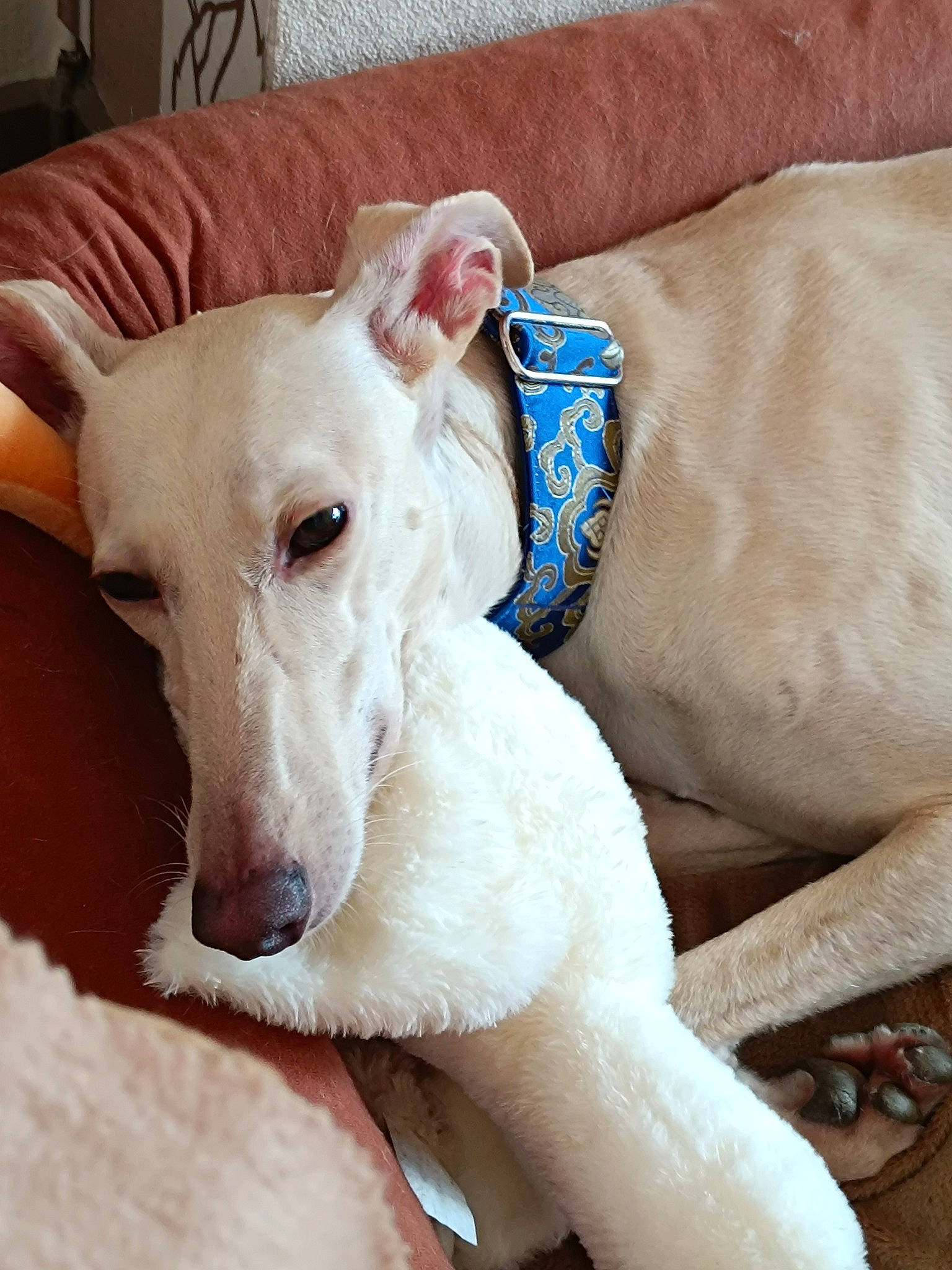 Akira a rejoint le concours — aidez-le/la à gagner de superbes lots ! canidae, carnivore, collar, comfort, companion_dog, dog, dog_breed, dog_collar, ear, fawn, giant_dog_breed, guard_dog, non_sporting_group, sighthound, snout, sporting_group, tail, terrestrial_animal, whiskers, working_animal