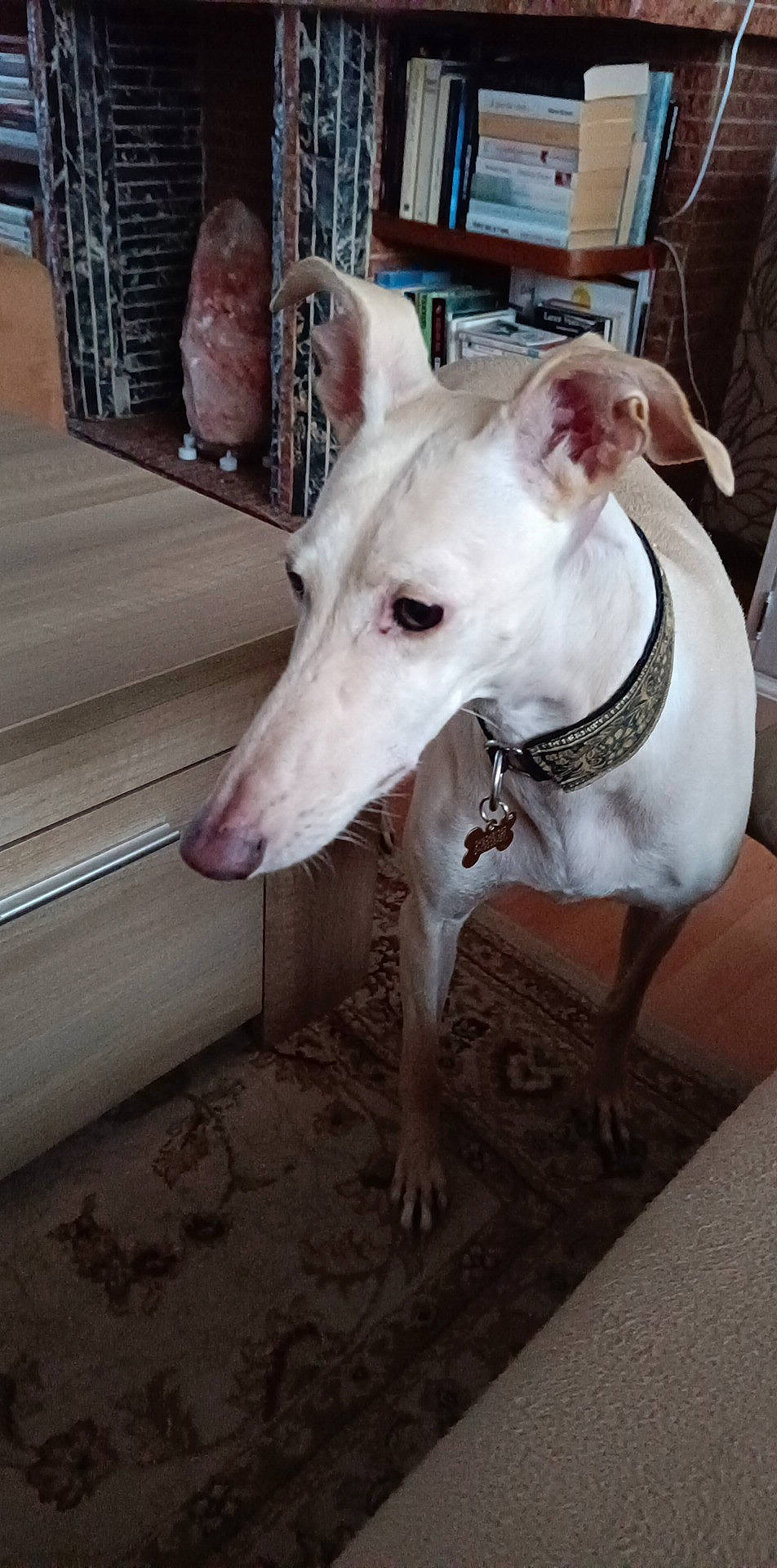 Akira participe au concours pour gagner de l'argent avec cette photo : canidae, carnivore, collar, companion_dog, dog, dog_breed, dog_collar, fawn, non_sporting_group, rampur_greyhound, sighthound, snout, sporting_group, terrestrial_animal, whiskers, wood, working_animal