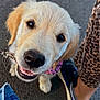 Pistache participe au concours pour gagner de l'argent avec cette photo : dog, puppy, golden_retriever, close_up, happy, pet, canine, outdoor, leash, collar, person, footwear, shoe, jeans, pants, animal, cute, fur, looking_up, smiling