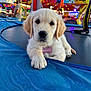 Pistache a rejoint le concours — aidez-le/la à gagner de superbes lots ! puppy, dog, golden_retriever, trampoline, carnival, colorful, background, lights, cartoon_characters, outdoor, playful, pet, cute, animal, young, fun, festival, soft_fur, collar, nametag