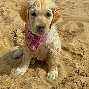 Pistache a rejoint le concours — aidez-le/la à gagner de superbes lots ! puppy, dog, sand, beach, wet, bandana, cute, animal, pet, outdoor, young, sitting, fur, playful, nature, closeup, adorable, canine, summer, daytime