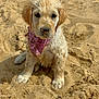 puppy, dog, sand, beach, wet, bandana, cute, animal, pet, outdoor, young, sitting, fur, playful, nature, closeup, adorable, canine, summer, daytime