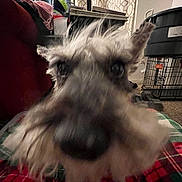 Kenya is registered to the contest to win money with this photo: animal, beard, blanket, blurry, canine, carpet, close_up, couch, curtains, dog, ears, face, furniture, household, indoor, living_room, nose, pet, plaid, scruffy